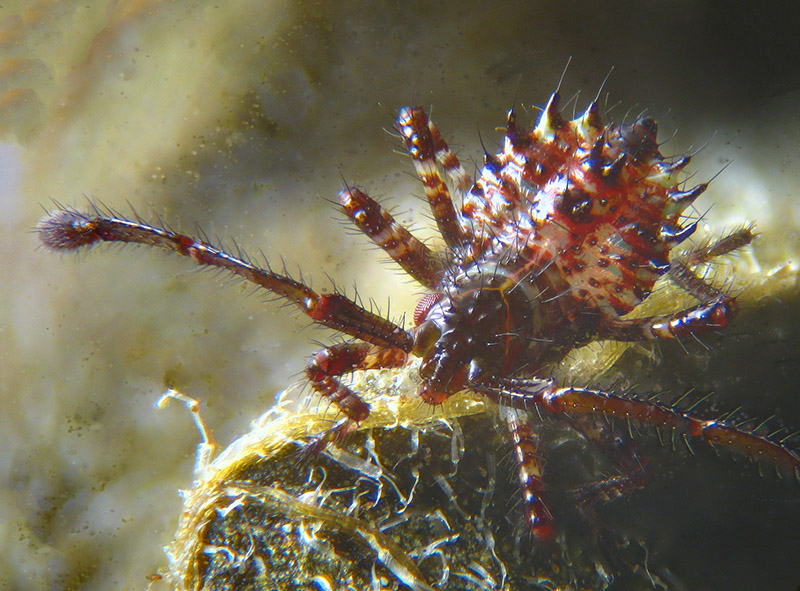 Coreidae: uovo e neanide di Coreus marginatus (Coreidae)